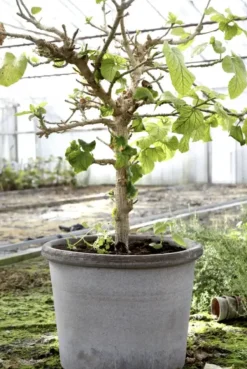 Bergs Potter Galestro harmaa ruukku Ø35cm