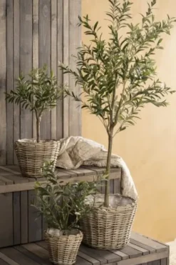 Cafe Latte Ib Laursen - Oliivipuu L h166cm