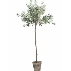 Lene Bjerre Oliivipuu H160cm