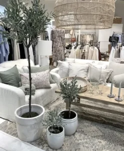 Lene Bjerre Oliivipuu H160cm