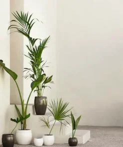 Tine K Home - ruukku, phantom